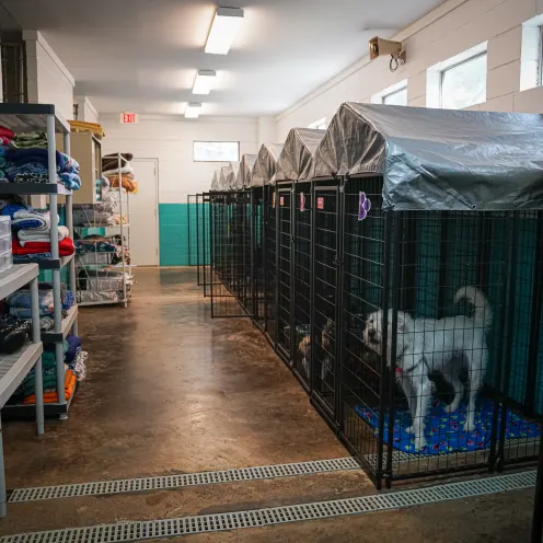 daycare area at Great Oaks Animal Hospital